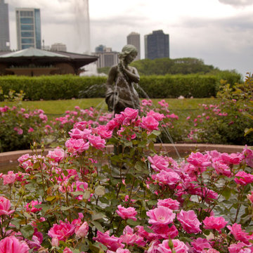 Downtown Rose Garden