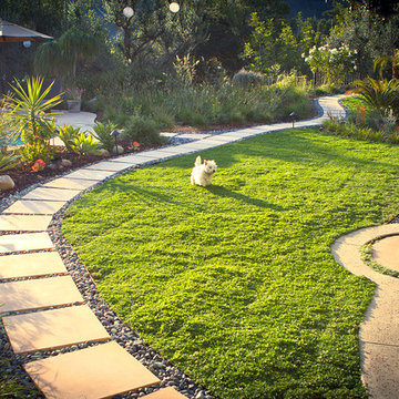 Drought Tolerant, Dog Friendly Ground Cover- Back Yard