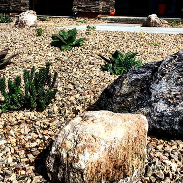 Drought Tolerant front yard