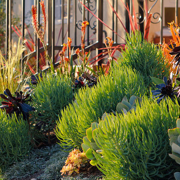 Drought Tolerant Garden Colors and Textures
