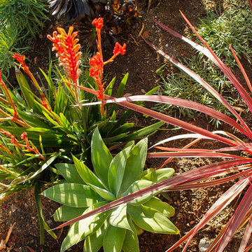 Drought Tolerant Garden Colors and Textures