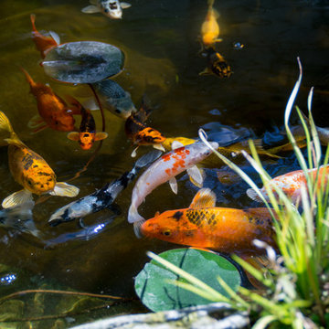 Drought Tolerant Koi Pond and Landscaped Backyard!