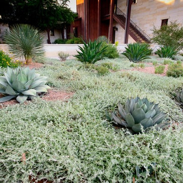 Drought Tolerant Planting Scheme