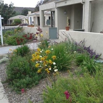 Drought tolerant plants, ground cover, and colorful landscape.