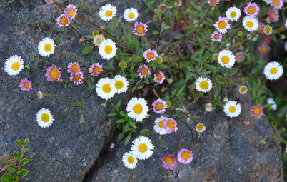 This Daisylike Ground Cover Brings Natural Beauty to Dry Gardens