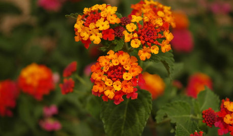 Give Wildlife and Your Garden a Colorful Boost With Lantana Plant