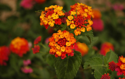 Give Wildlife and Your Garden a Colorful Boost With Lantana Plant