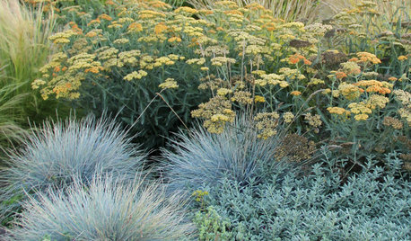 Texture Talk: 4 Foliage Types for Distinctive Gardens