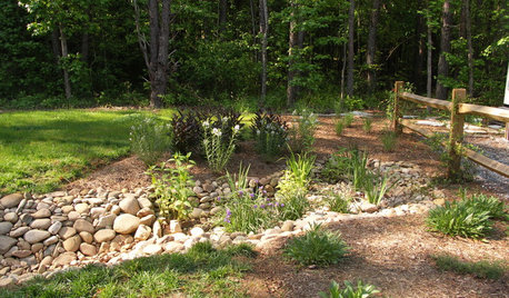 5 Steps to Selecting the Right Plants for a Rain Garden