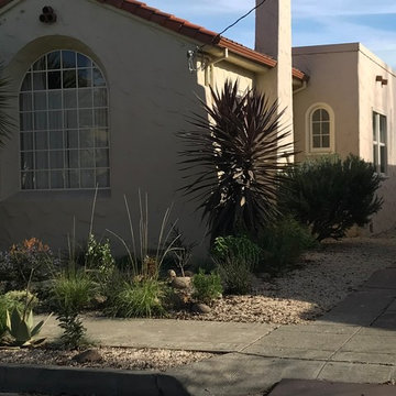 Dry Succulent Garden