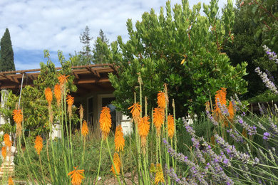 サンフランシスコにあるお手頃価格の広いトロピカルスタイルのおしゃれな庭の写真