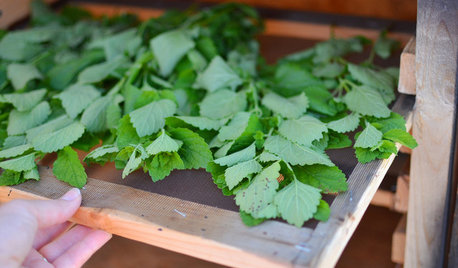 Dry Your Herbs and Enjoy the Flavor of Summer All Year