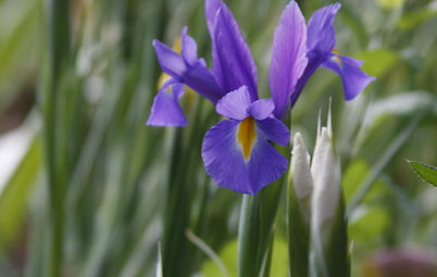 Plant These Irises to Grow Florist-Style Blooms