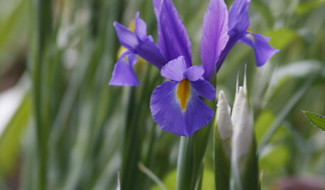 Plant These Irises to Grow Florist-Style Blooms