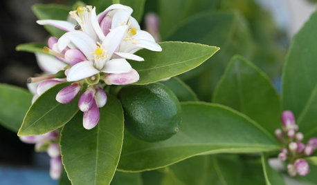 A Versatile Lime Tree Is a Happy Addition to a Warm-Winter Garden