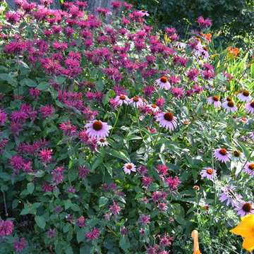 DYI Home Gardening - Midwest Native Plants