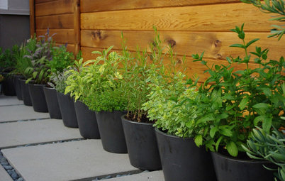 4 Herb Container Gardens for Fabulous Global Cuisine
