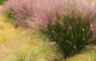 8 Native Grasses and Sedges for Southeastern Gardens