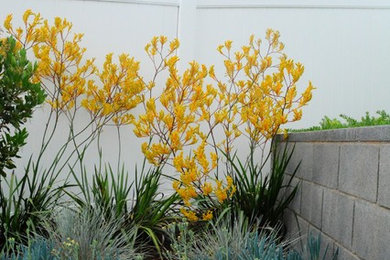 Пример оригинального дизайна: летний засухоустойчивый сад среднего размера на заднем дворе в современном стиле с подпорной стенкой и полуденной тенью