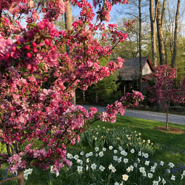 Early Spring Bloom Display