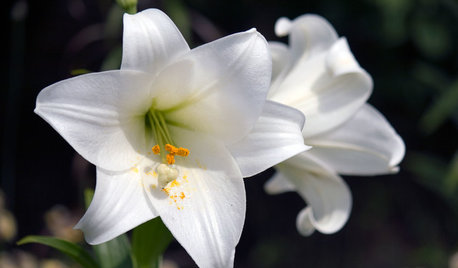 Color of the Week: Easter Lily