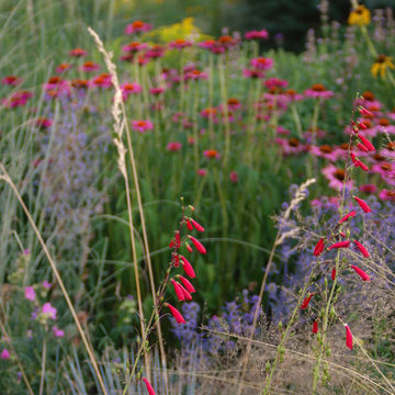Ebullient Meadow Planting, Late Summer