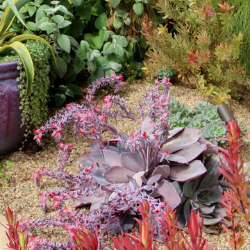 Echeveria 'Afterglow'