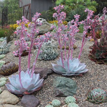 Echeveria Ensemble