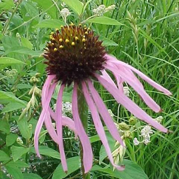 Echinacea simulata