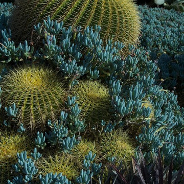 Echinocactus + Sedum serpens 'Dwarf Blue Kleinia' .jpeg