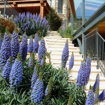 Echium candicans follows the stairs to the lower level