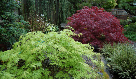 13 Japanese Maples for Shade