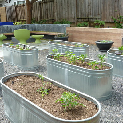Photo of a mid-sized contemporary backyard gravel vegetable garden landscape in San Francisco.