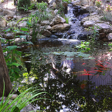 Ecosystem Pond