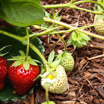 Edible landscapes