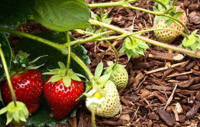 Summer Crops: How to Grow Strawberries