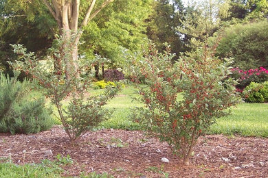 This is an example of a mid-sized full sun backyard landscaping in Charlotte for spring.