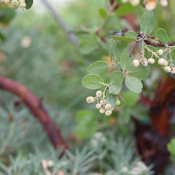 Edible Manzanita Berries