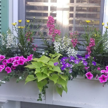 Eel River Roses and Window Boxes