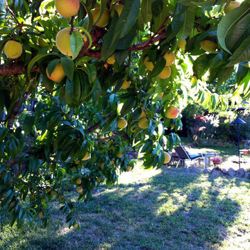 Elberta White Peach Tree