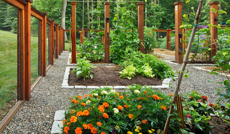 Enhance Edibles and Brighten Gardens With Sunny Marigolds