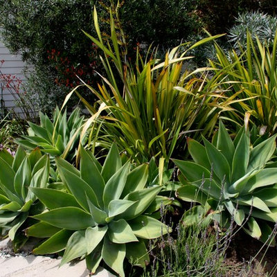 Inspiration for a mid-sized traditional full sun front yard concrete paver landscaping in Los Angeles.