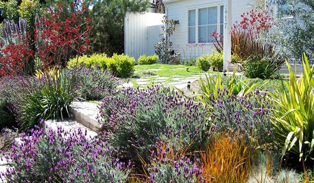How to Find the Best Plants for Your Yard
