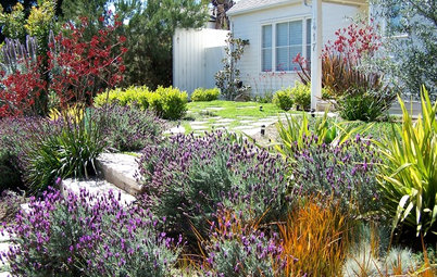 Great Plants for Lush, Low-Water Gardens