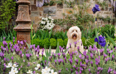 Hundgerechter Garten: So fühlt sich Ihr Fiffi draußen pudelwohl