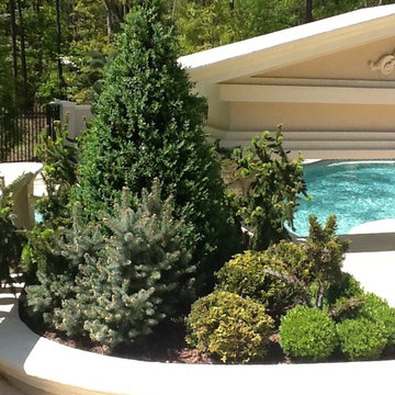Enhance Your landscape with Topiary Courtyard specimens