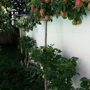 Espalier Pear Trees