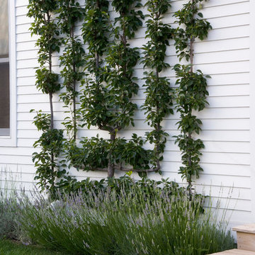 Espaliered Apple on White Clapboard