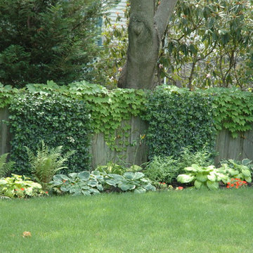 Espaliered Euonymous & ivy covering old fence