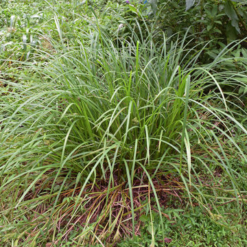 Essential Mid-Atlantic Grasses
